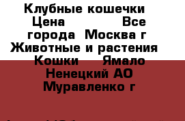 Клубные кошечки › Цена ­ 10 000 - Все города, Москва г. Животные и растения » Кошки   . Ямало-Ненецкий АО,Муравленко г.